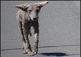 Coyote with mange. 