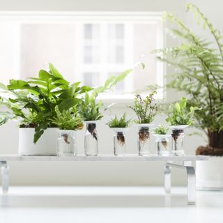 A table with houseplant cuttings propagating in water