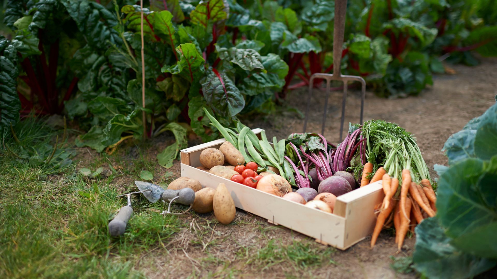 A box of homegrown vegetables