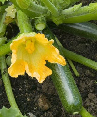 Zucchini flower with fruit on the plant