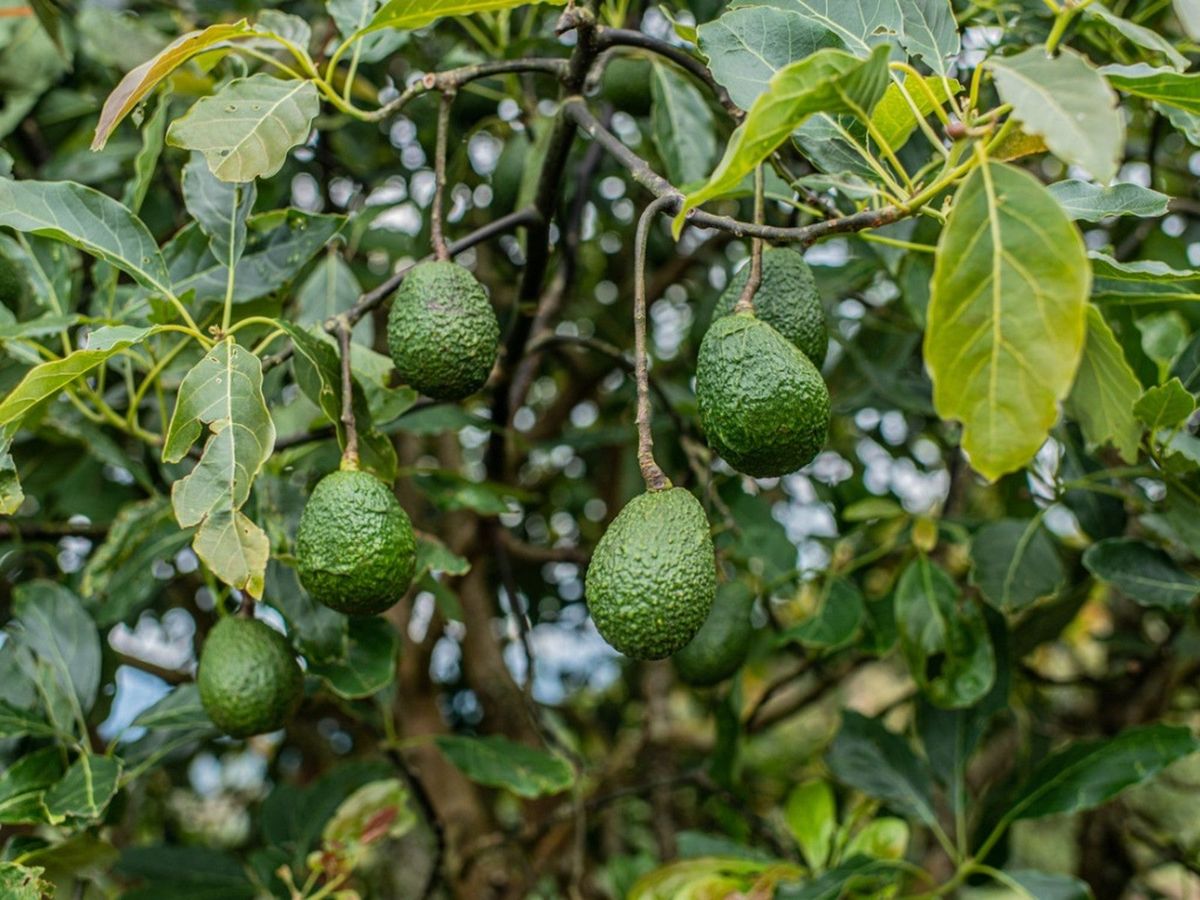 Avocado Powdery Mildew How To Treat Powdery Mildew On Avocado Trees