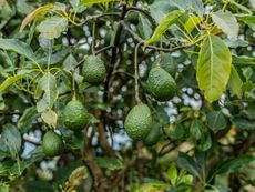 Many avocado fruits growing on an avocado tree