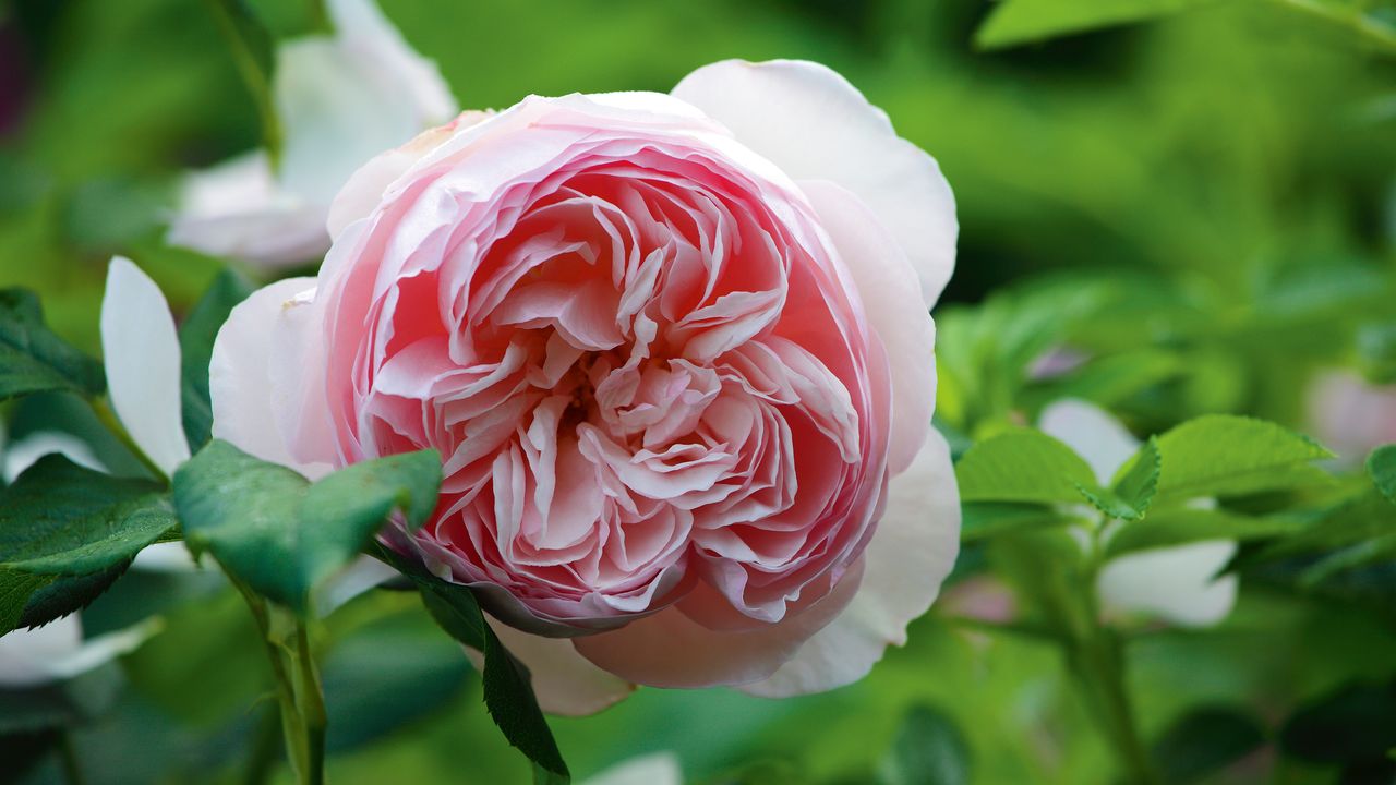 Monty Don bare root rose planting tip