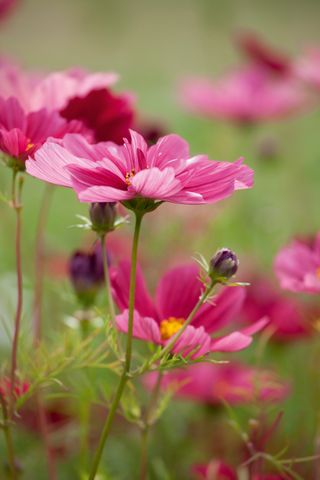 pink cosmos flower in field