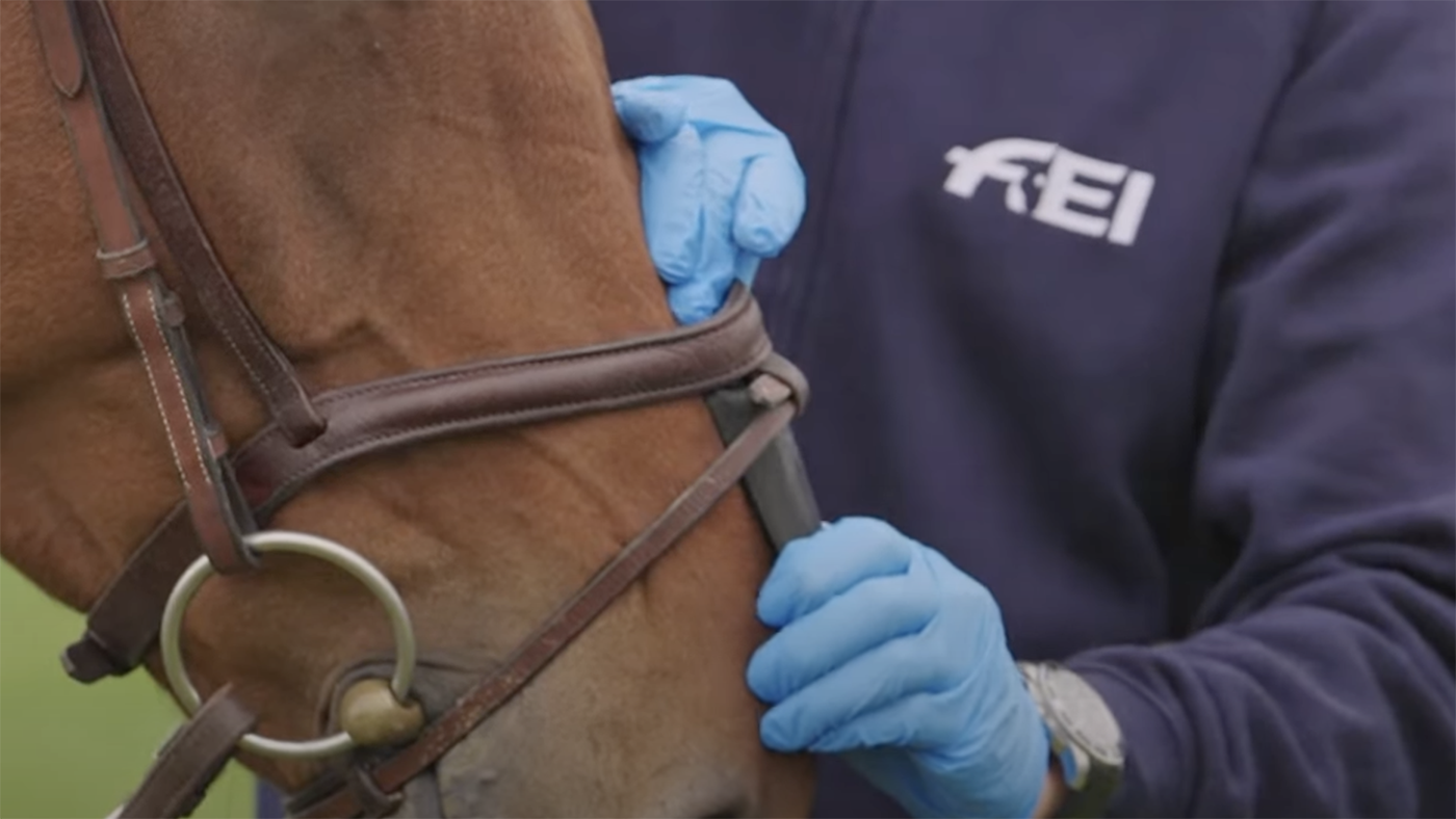 The FEI's noseband tightness gauge in use.