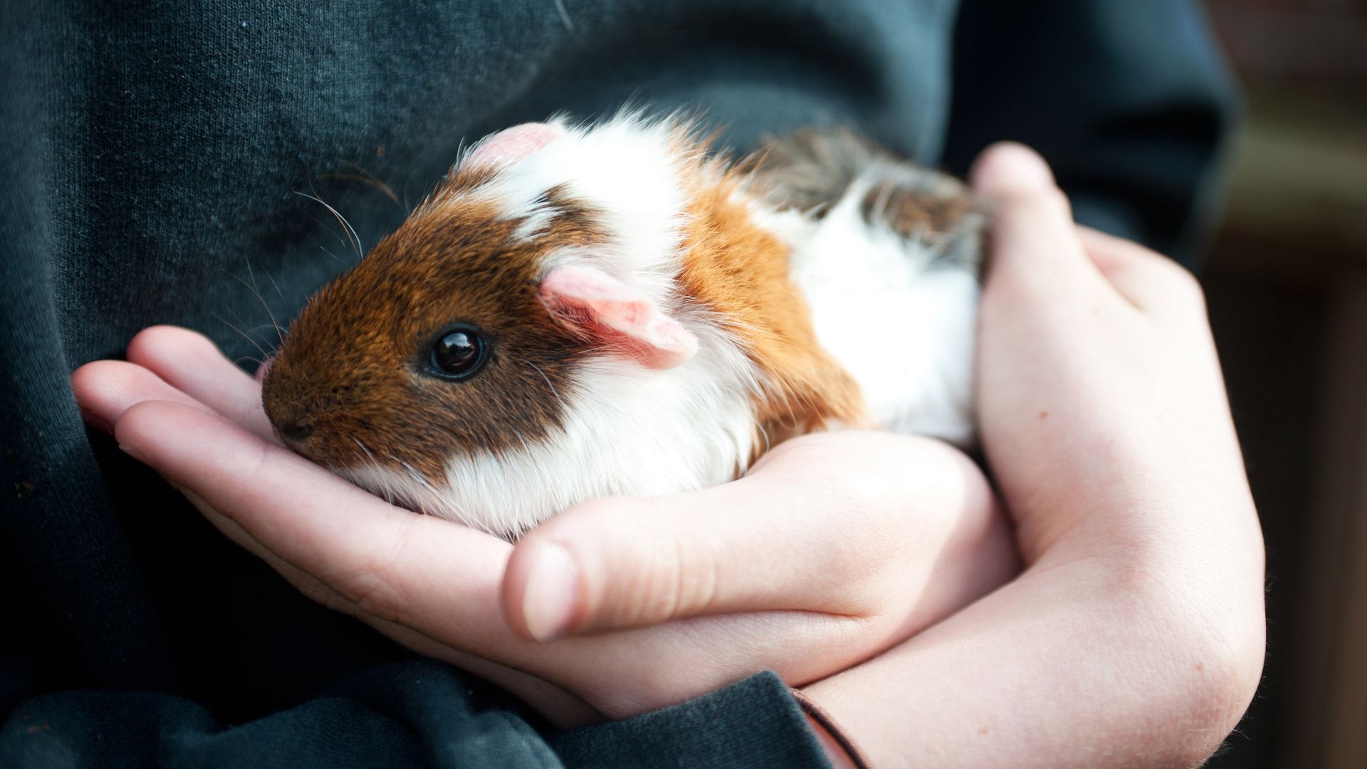 Child holding a guinea pig