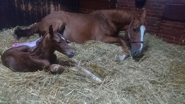 A la freestyle colt