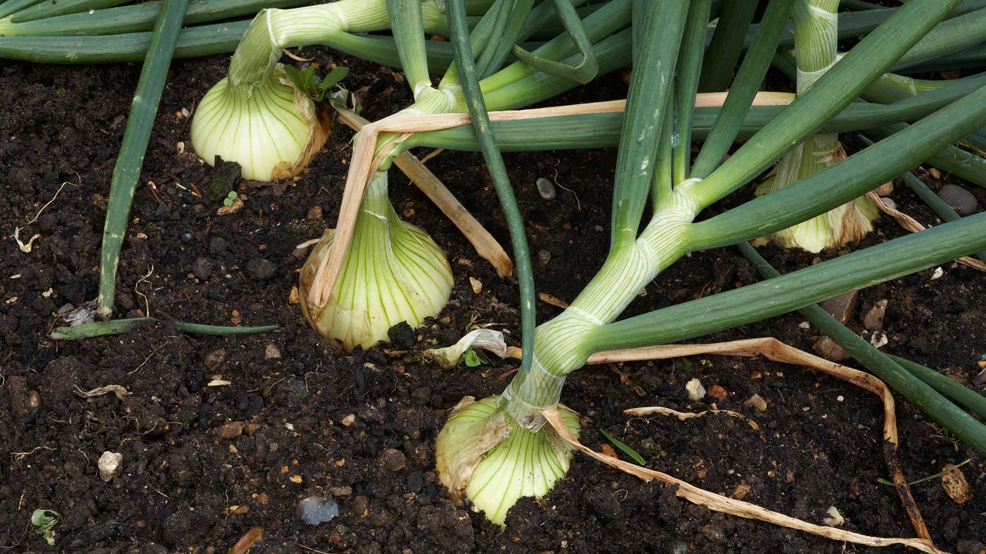 Over wintered 'Senshyu' onions