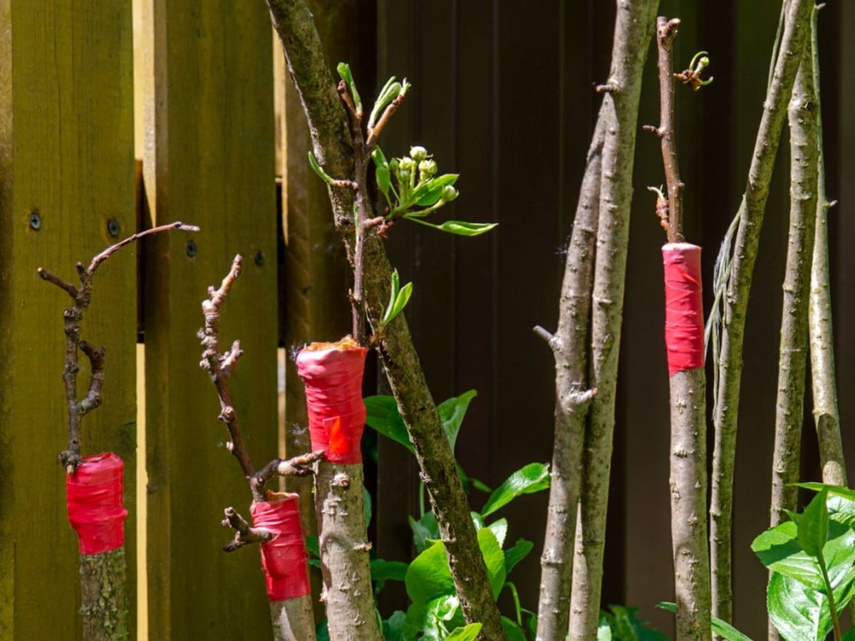 Information About Tree Grafting | Gardening Know How