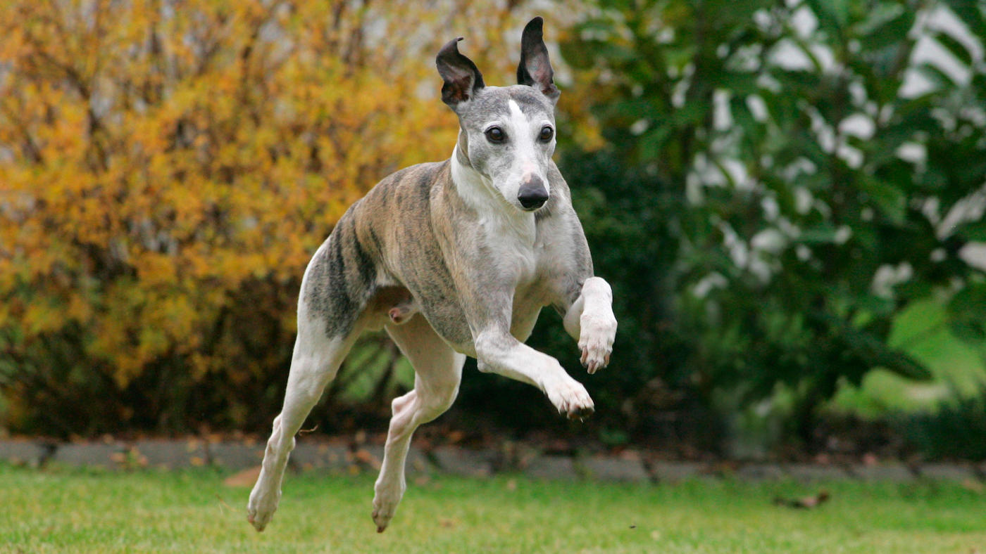 Whippet bounding