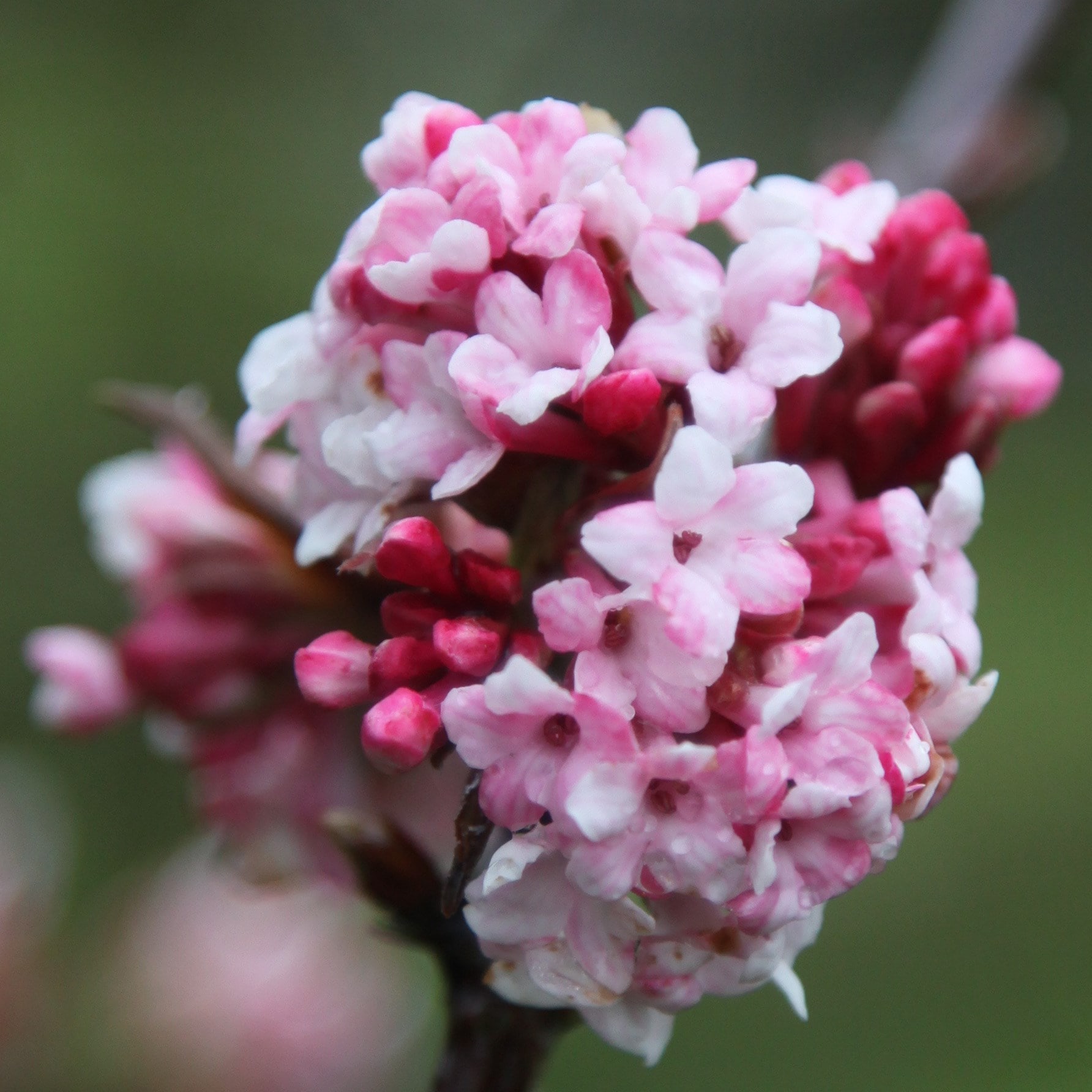 Viburnum &amp;times; Bodnantense 'dawn'