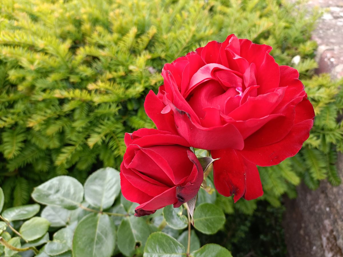 An Oppo Find X5 Lite camera sample