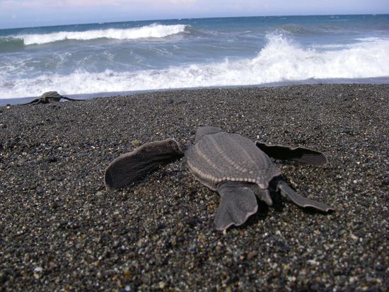 leatherback turtles, world&#039;s biggest turtles, sea turtles, biggest turtles on earth, endangered turtles, endangered species, earth, environment, largest turtles, protected species, Endangered Species Act news