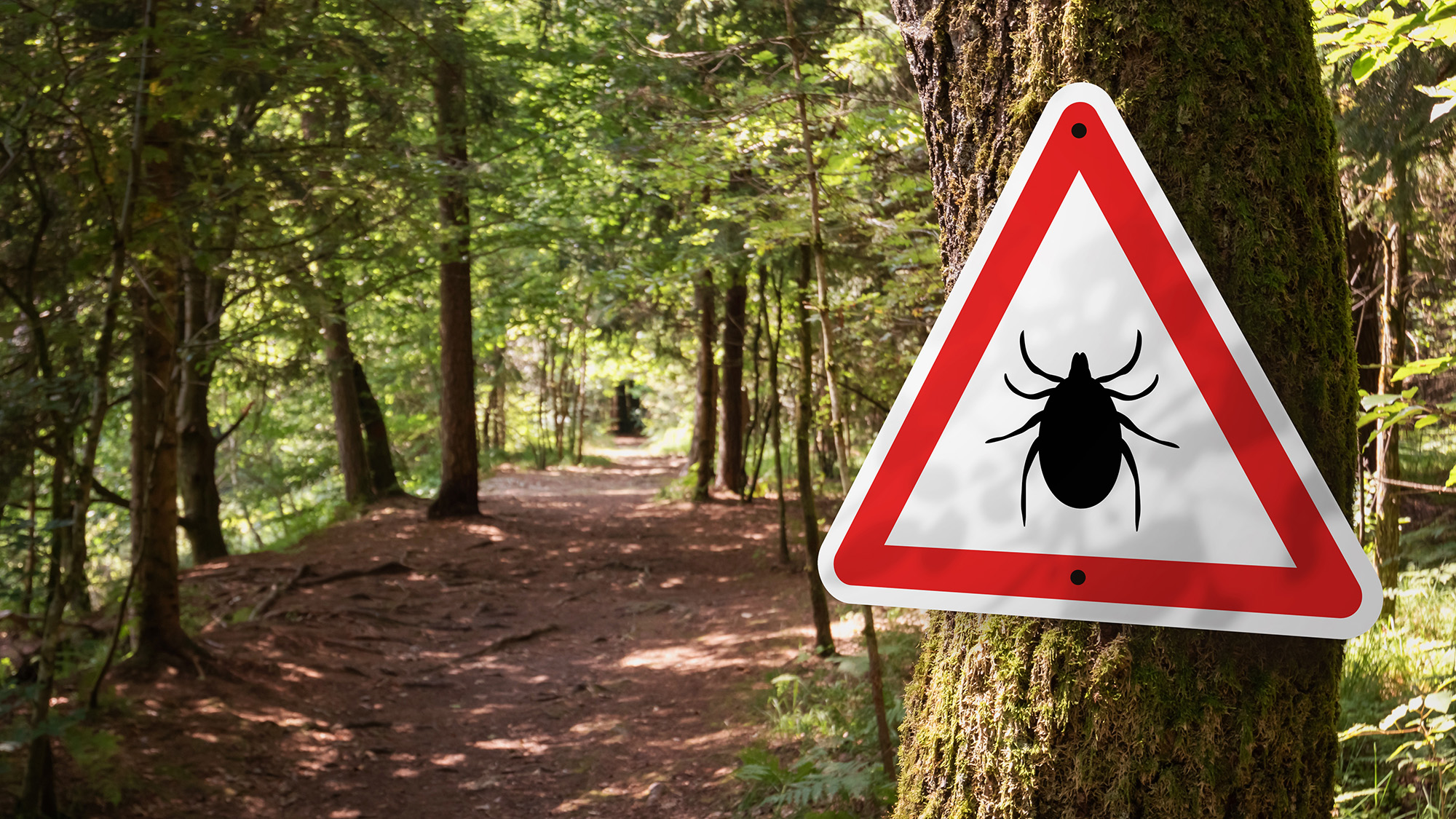 Tick warning sign in forest