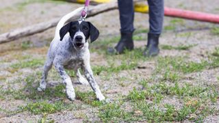 Puppy barking on a leash