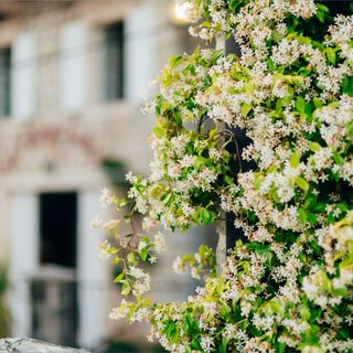 Flowering jasmine flowers clambering up a green wall in Montenegro