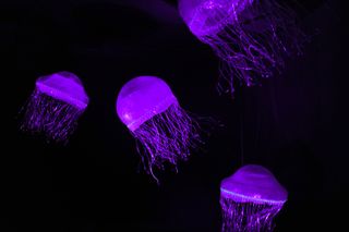 True-color models of crystal jellyfish.