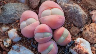 an unusual species of succulent known as baby's bum because of its pink globe-like leaves