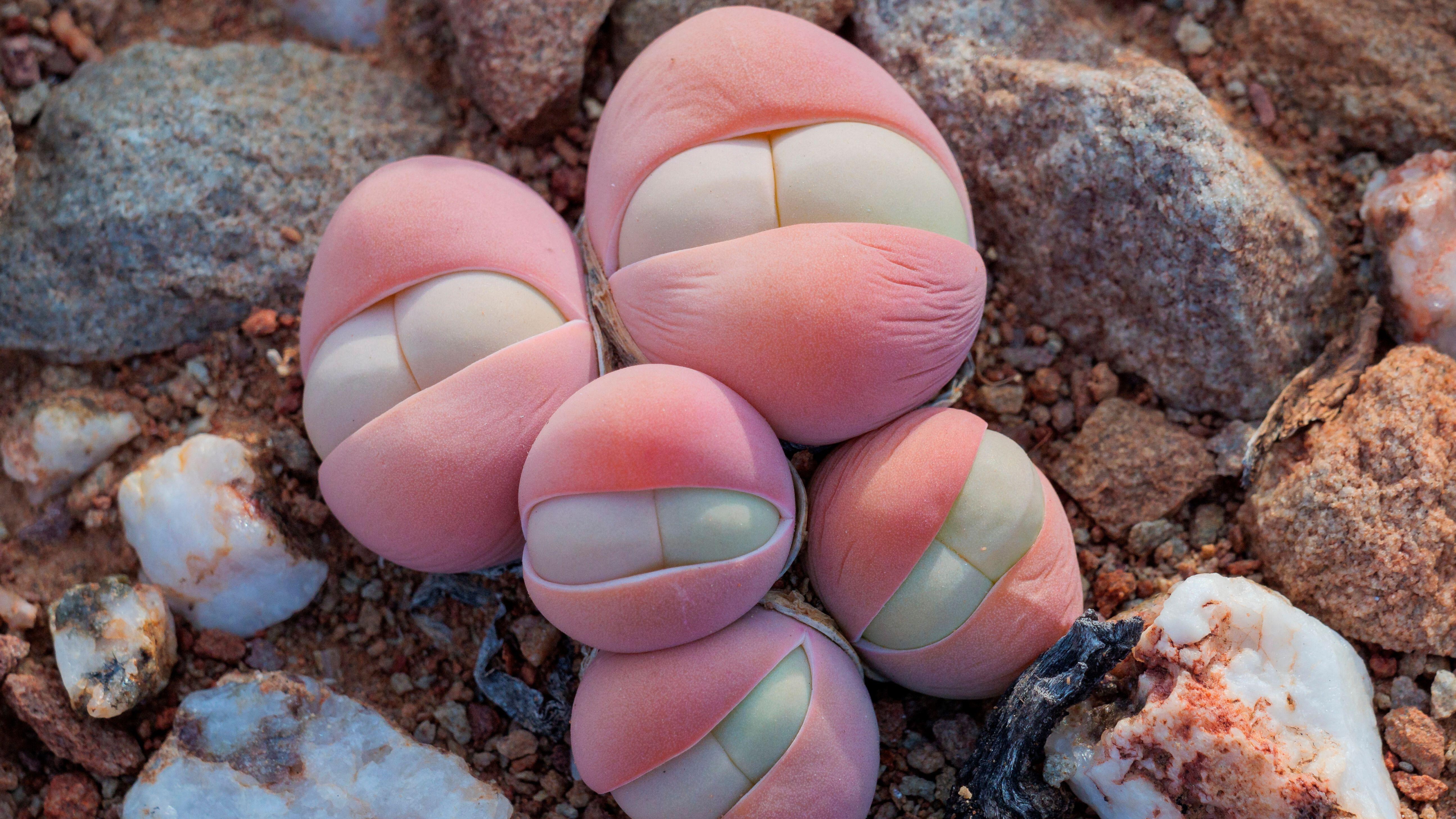 Eine ungewöhnliche Sukkulentenart, die wegen ihrer rosafarbenen, kugelförmigen Blätter auch Baby-Penner genannt wird