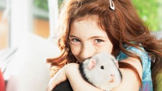 Guinea pig being hugged by child