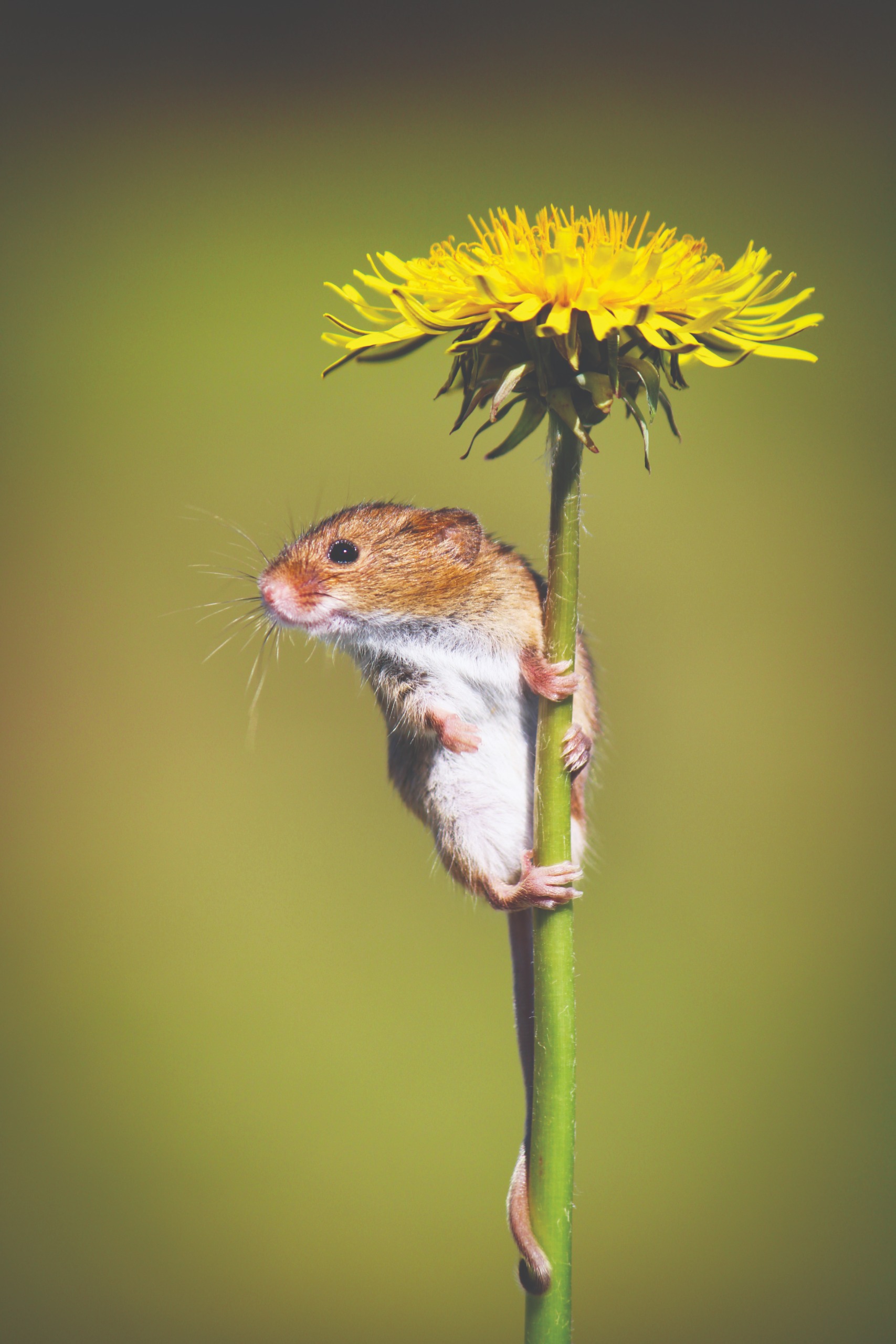 Mice Umbrella