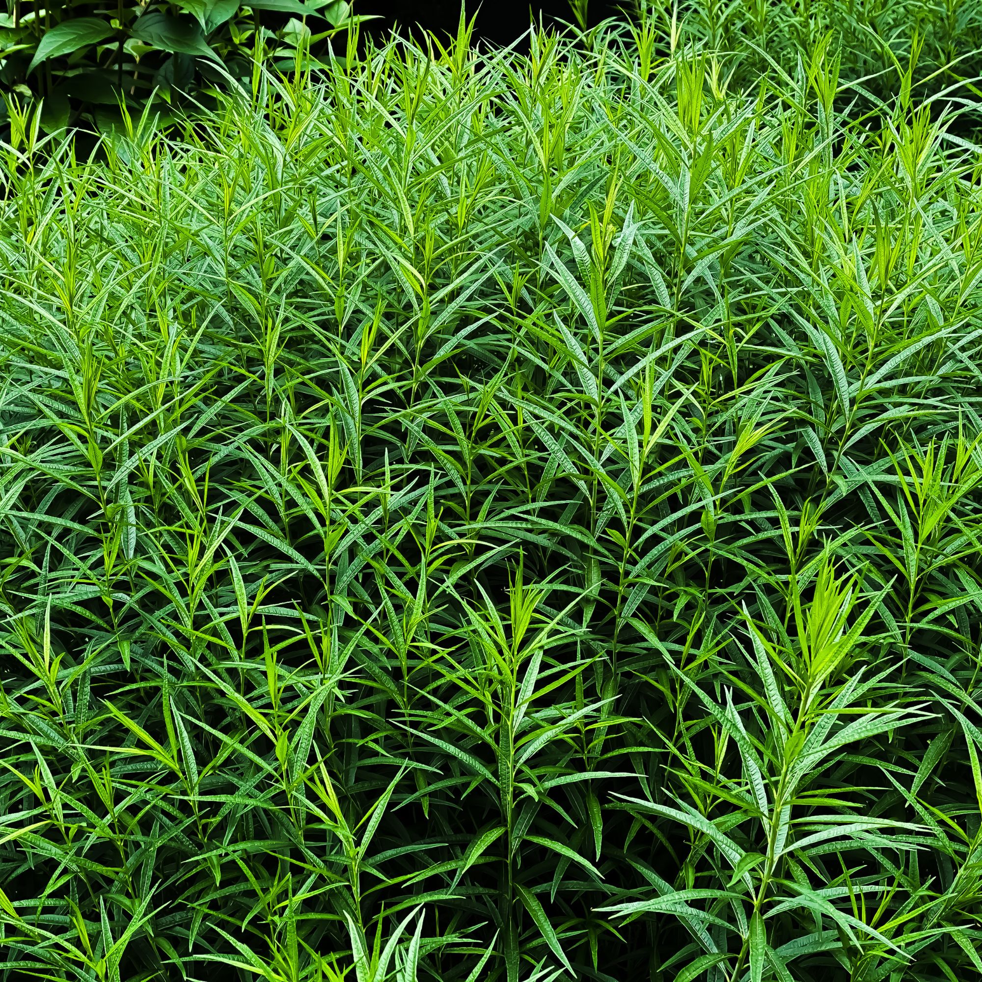 tarragon plant