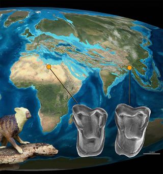 A new primate discovered in Myanmar suggests our ancestors came from Asia rather than Africa.