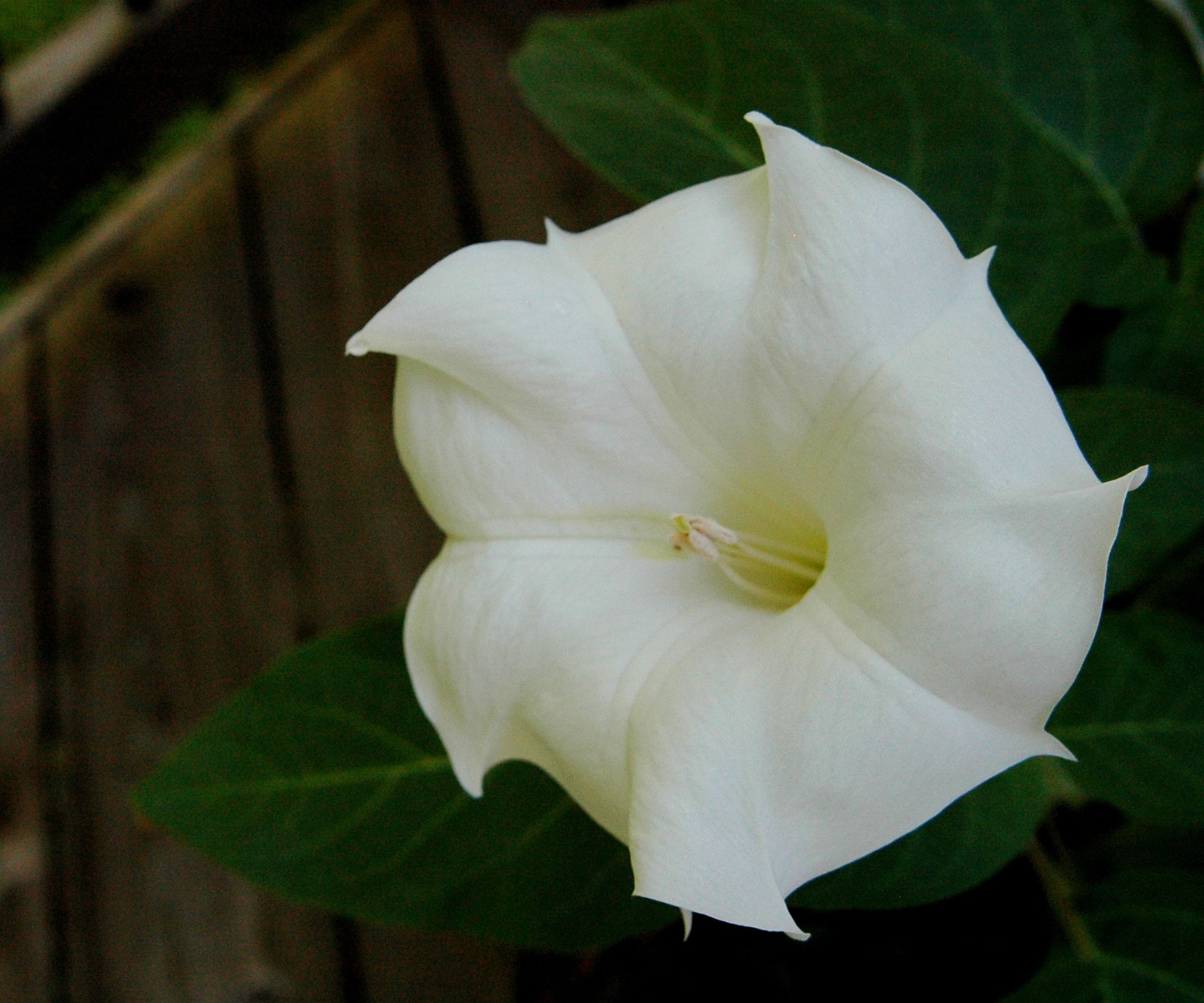 Moon Flower
