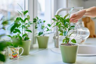 Young woman watering plants at home