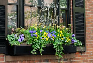 window box ideas: black planter with flowers