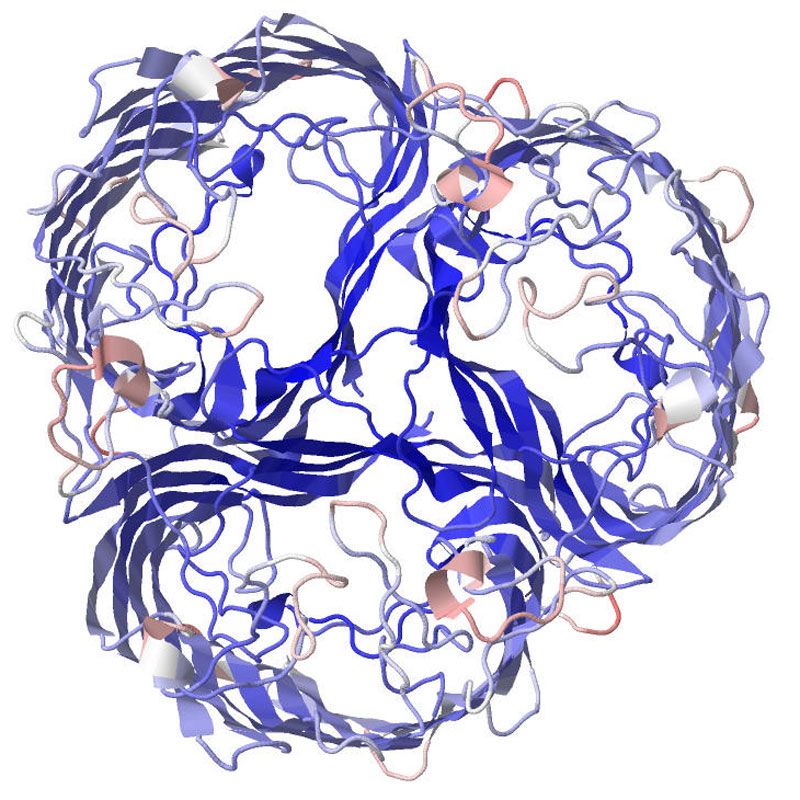 Evolution of a trait. An image of the protein, LamB, on the surface of the bacterial cell. Scientists examined what happened with the virus could no longer infect the bacteria through this protein. 