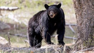 Black bear at Yellowstone National Park, USA