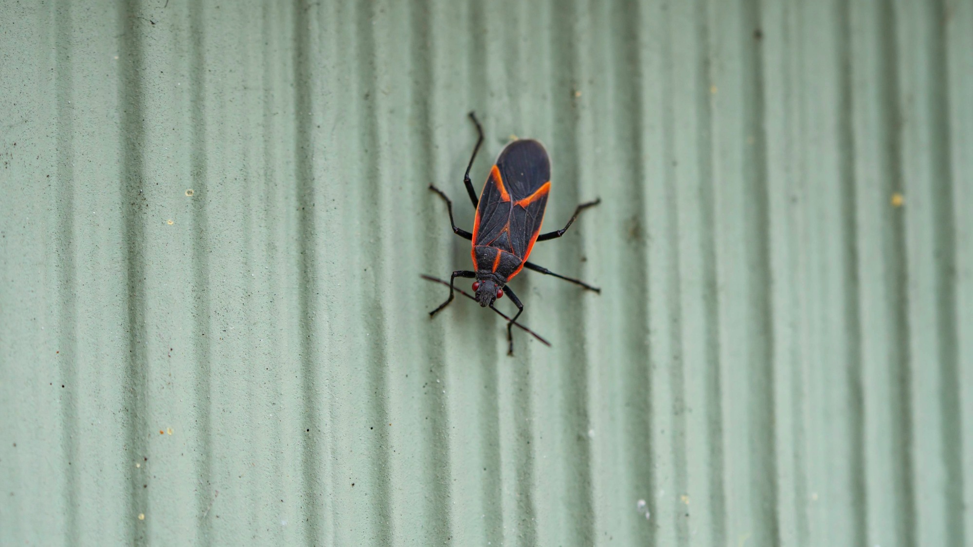 Boxelder beetle