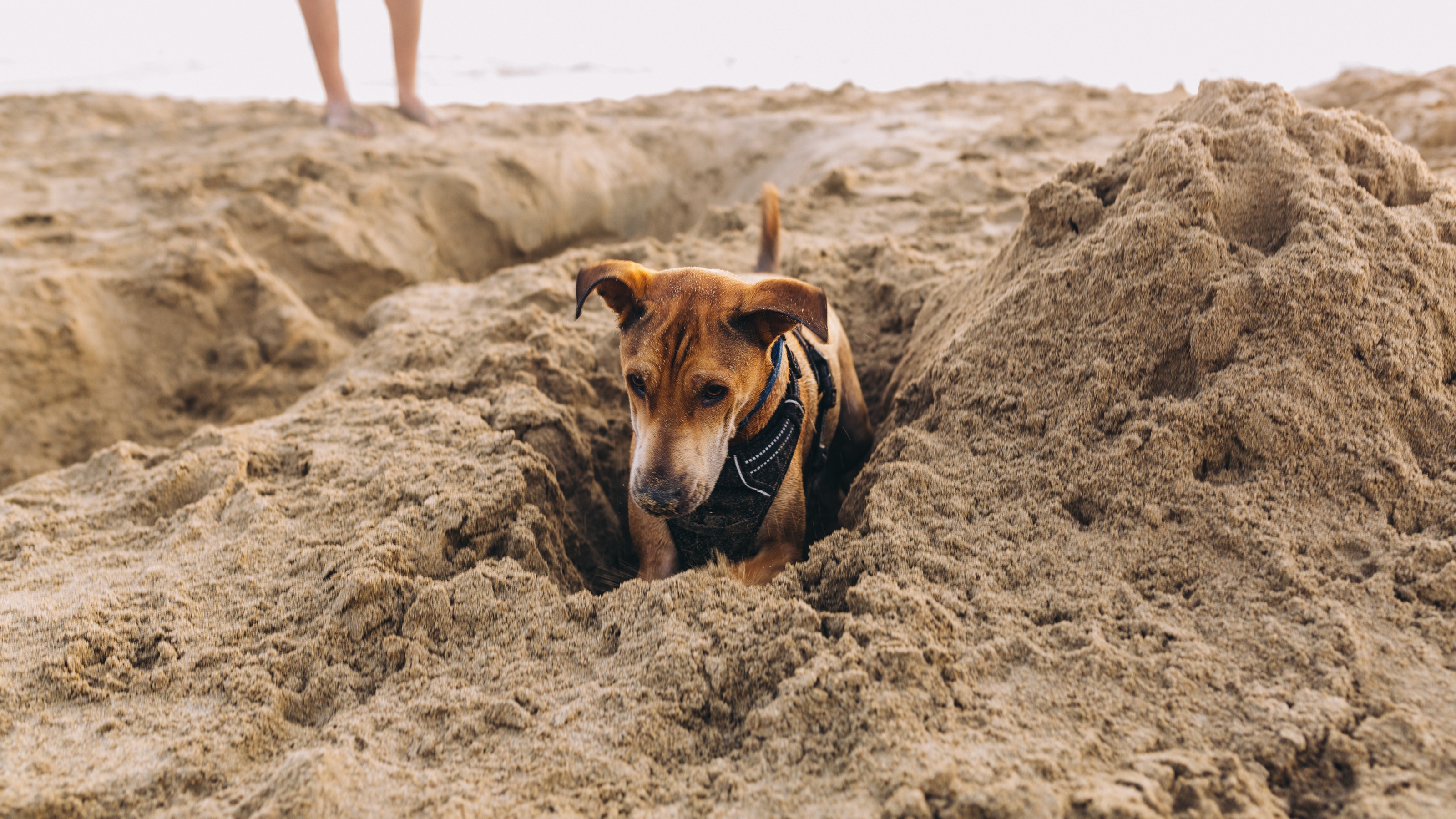 A dog digs himself into a hole at the beach.