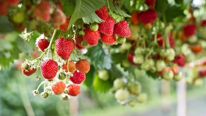 Strawberry plants fruiting in containers and cascading over the edges