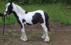 12PoniesMarge2.jpg