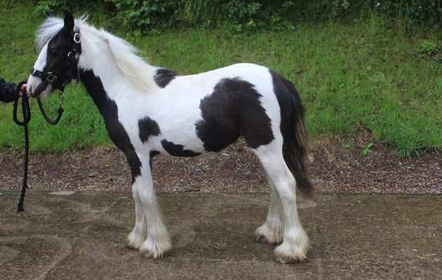 12PoniesMarge2.jpg