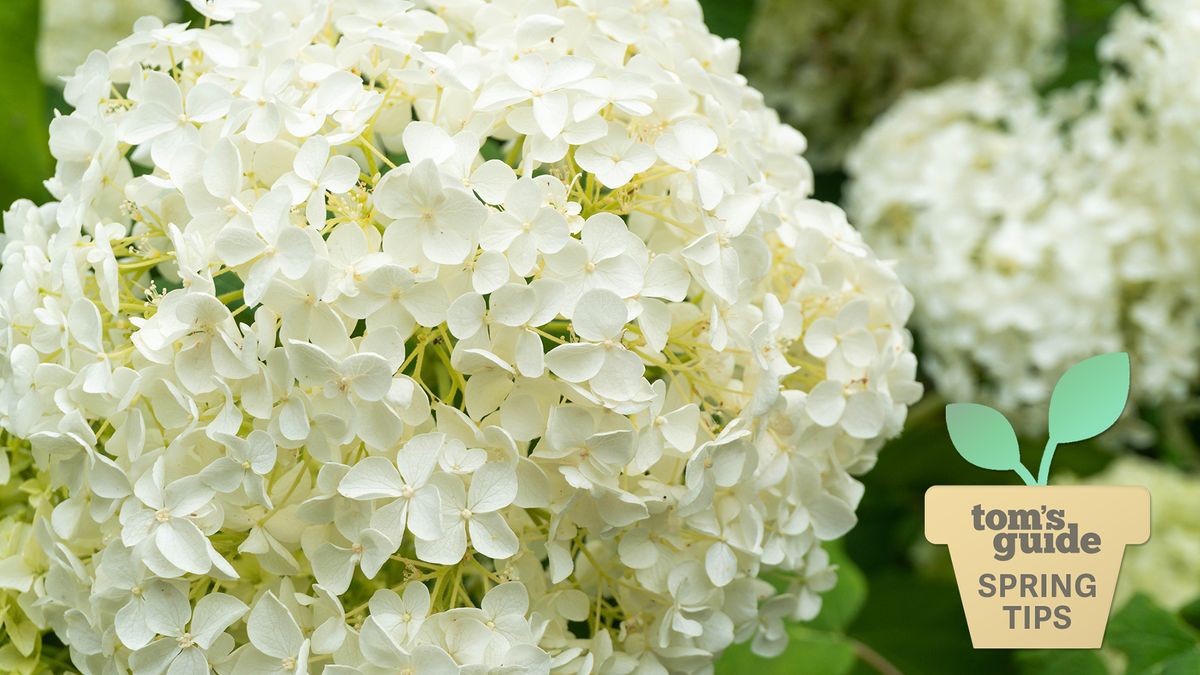 White Bigleaf Hydrangea Flowers