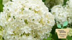 White Bigleaf Hydrangea Flowers