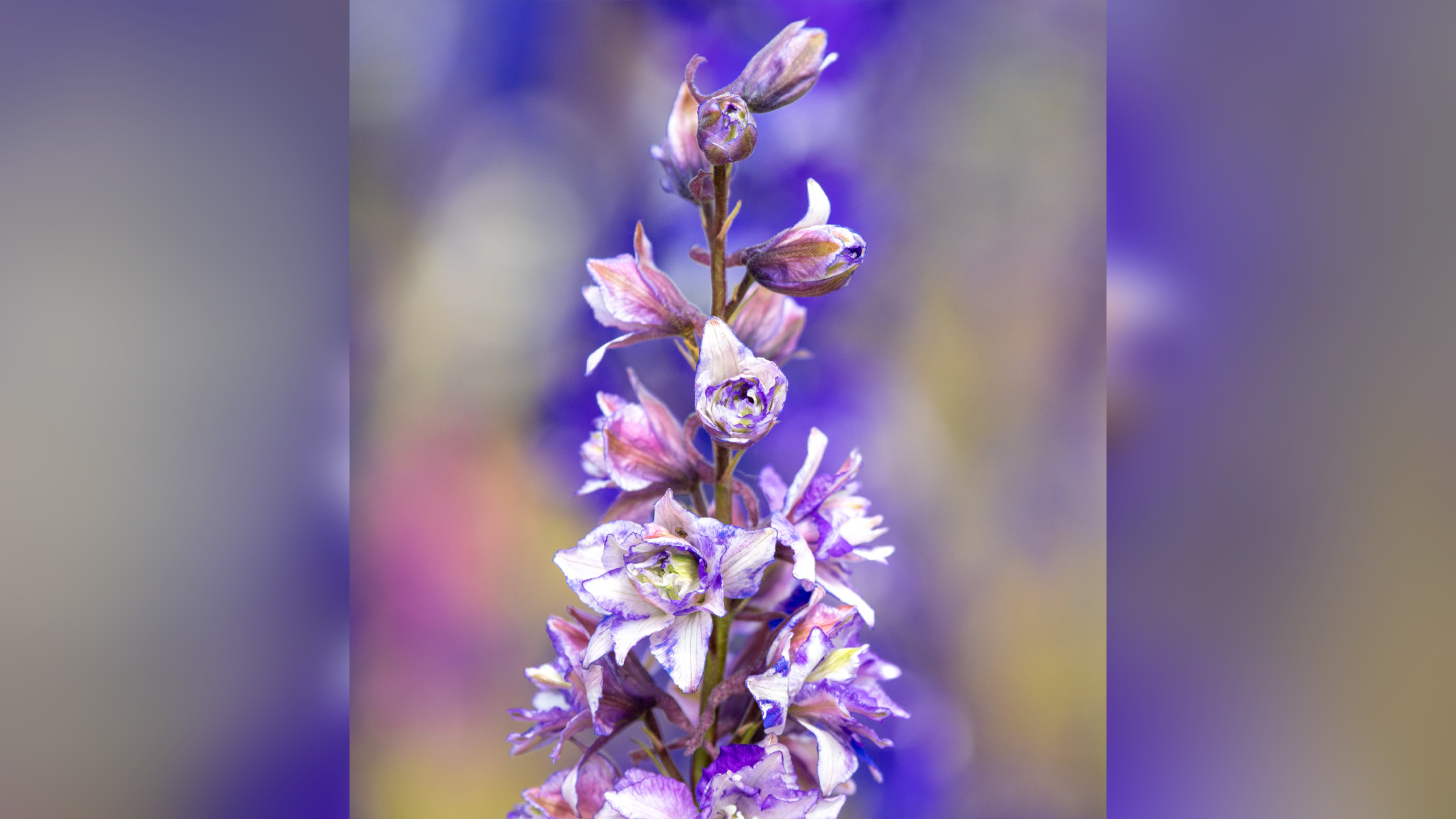 purple flower in a field