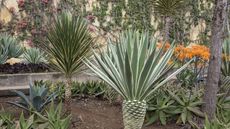 Yucca plants in a garden during summer