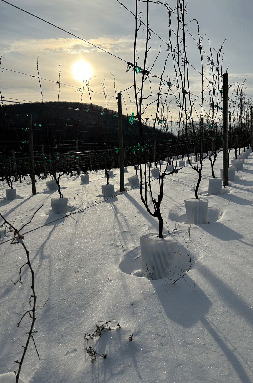 Image of vines with snow