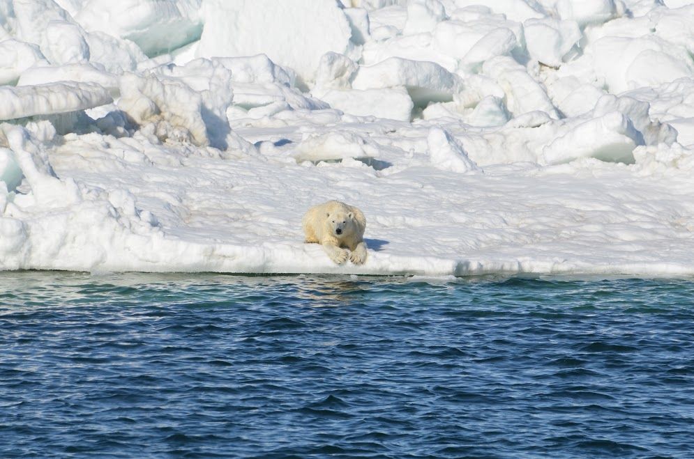 Polar bear sleeping on tiny iceberg drifting in Arctic sea captured in  heartbreaking photo