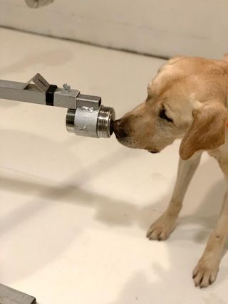 A 2.5-year-old yellow Labrador retriever named Poncho was one of the dogs trained to detect positive SARS-CoV-2 samples.