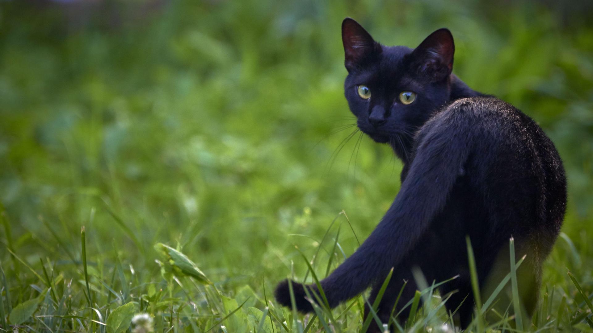 Bombay cat looking round, on grass