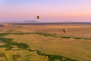 Hot air balloons dot the sky at sunrise over the Serengeti in Tanzania