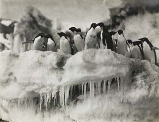 Some of the penguin sexual acts observed by Levick, such as necrophilia and what Levick considered "rape," or sexual coercion, shocked and repulsed the zoologist.