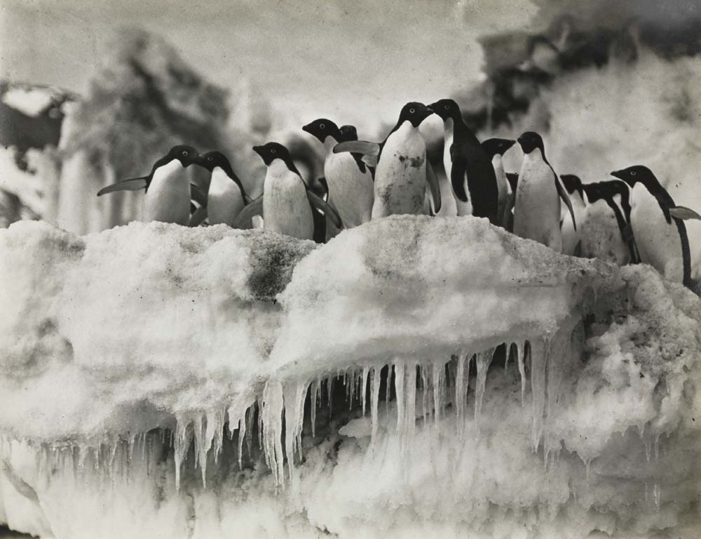 Image Gallery Sex Habits Of Penguins Live Science 