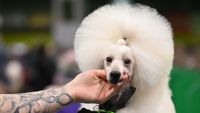 Poodle being handled by owner