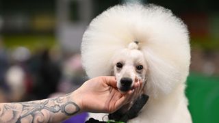 These are the 10 most photographed dog breeds of 2025 – I can't believe bulldogs got muscled out by these guys!